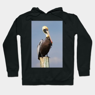 Pelican Hoodie